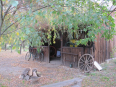 roma-caravan-002